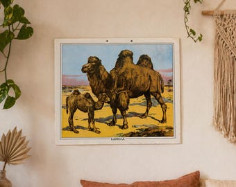 Tabella didattica vintage sui cammelli, stampa murale educativa originale, poster di biologia sui cammelli, stampa scolastica in cartone, decorazione per la cameretta dei bambini.