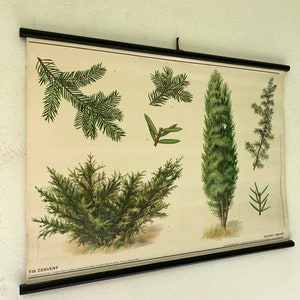 Op de afbeelding: Vintage educatieve kaart met illustraties van verschillende soorten naaldbomen, waaronder taxus, jeneverbes en spar. De kaart is gedrukt op papier en heeft een zwart houten frame. De tekst op de kaart is in het Tsjechisch.