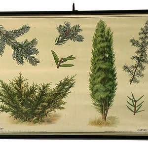 Vintage Schulkarte, Wacholderbaum, Vintage Schulkarte, illustrierte Vintage Karte, Wohndekor.