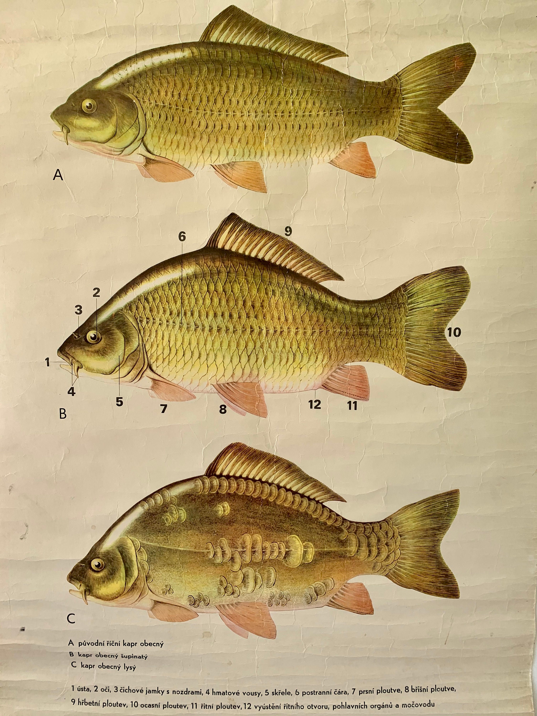 Vintage Carp Fish Chart Freshwater Fish Fish Anatomy and - Etsy Ireland