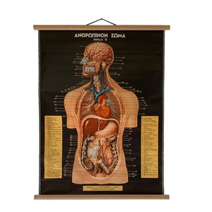 Vintage Digestive and Respiratory system pull down anatomical chart, Vintage Human Body Anatomy