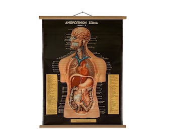Lámina anatómica desplegable de estilo vintage del sistema digestivo y respiratorio, Anatomía del cuerpo humano vintage