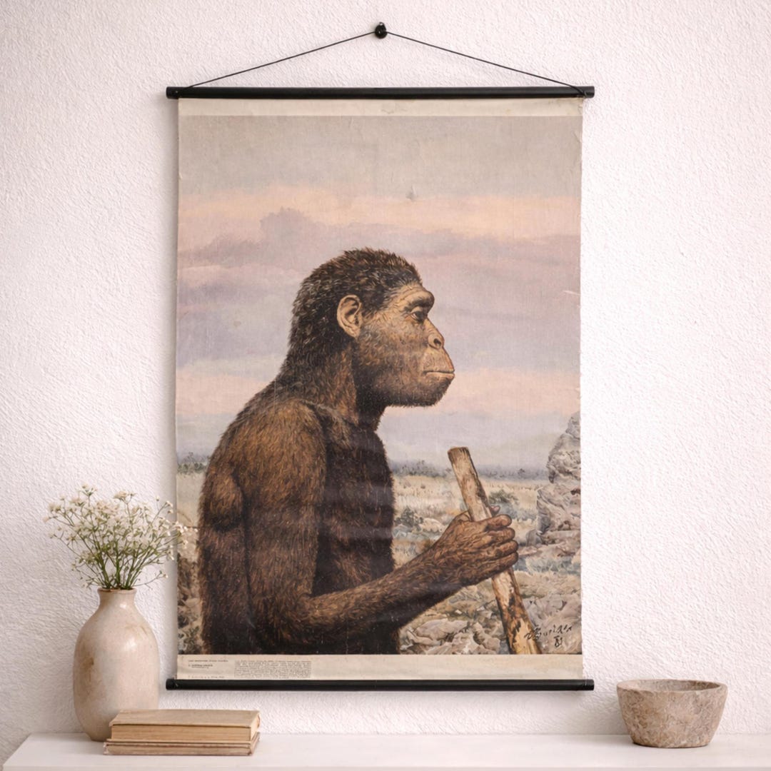 Vintage Human Evolution Chart Australopithecus, Educational Wall Art ...