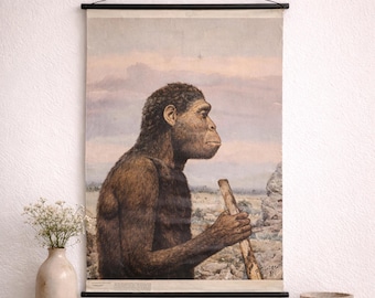 Vintage Human Evolution Chart Australopithecus, Educational Wall Art for Science Enthusiasts Gift