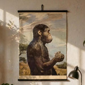 Original Homo Habilis Chart Vintage Human Evolution Poster, Educational Biology School Chart on Linen Canvas, Gift for Science Lovers