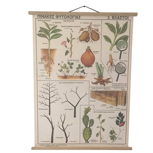 Vintage botanische schoolkaart voor huisdecoratie, decor educatief botanische wetenschap, vintage uitschuifbare kaart met spruitjes