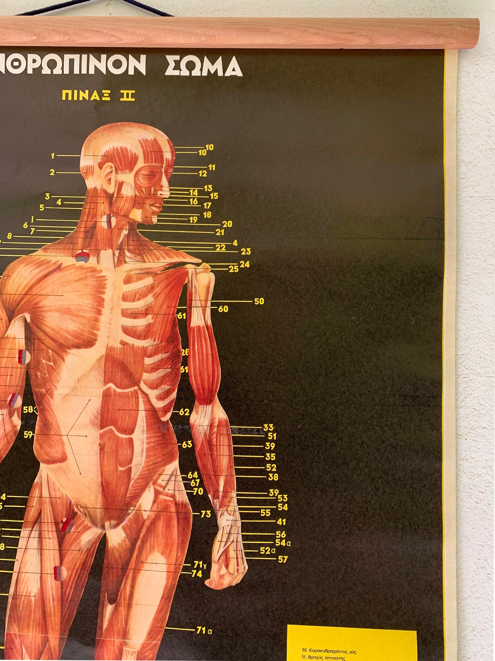 Muscle Anatomy Chart, Muscular System Vintage Anatomical Pull Down ...