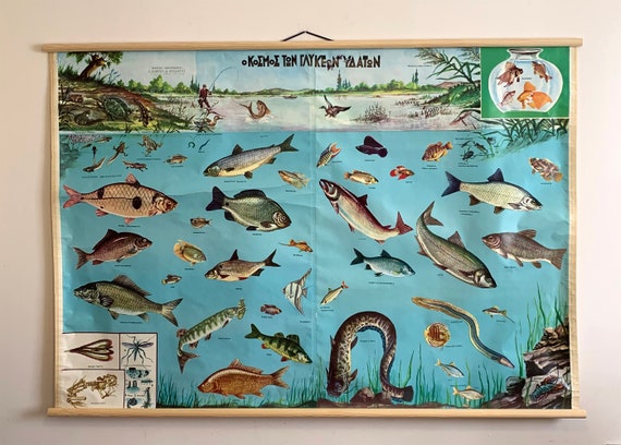 Vintage Freshwater Fish Chart, Freshwater Fish Poster, Fish Pull Down Map,  Fish School Chart, Lithograph Pull Down, Wall Art Decor. -  Finland
