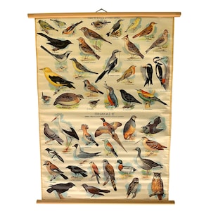 Birds of Greece-kaart, Birds of Greece uittrekbaar, schoolkaart, geïllustreerde vintage kaart, vintage uitschuifbare kaart, dier uittrekbaar