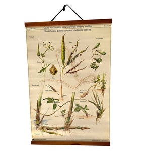 Verbreiten Sie die Früchte und Samen Botanische Schultafel, botanische Schullehre, Vintage-Schautafel, Schultafel, Wandbehang, Wohnkultur.