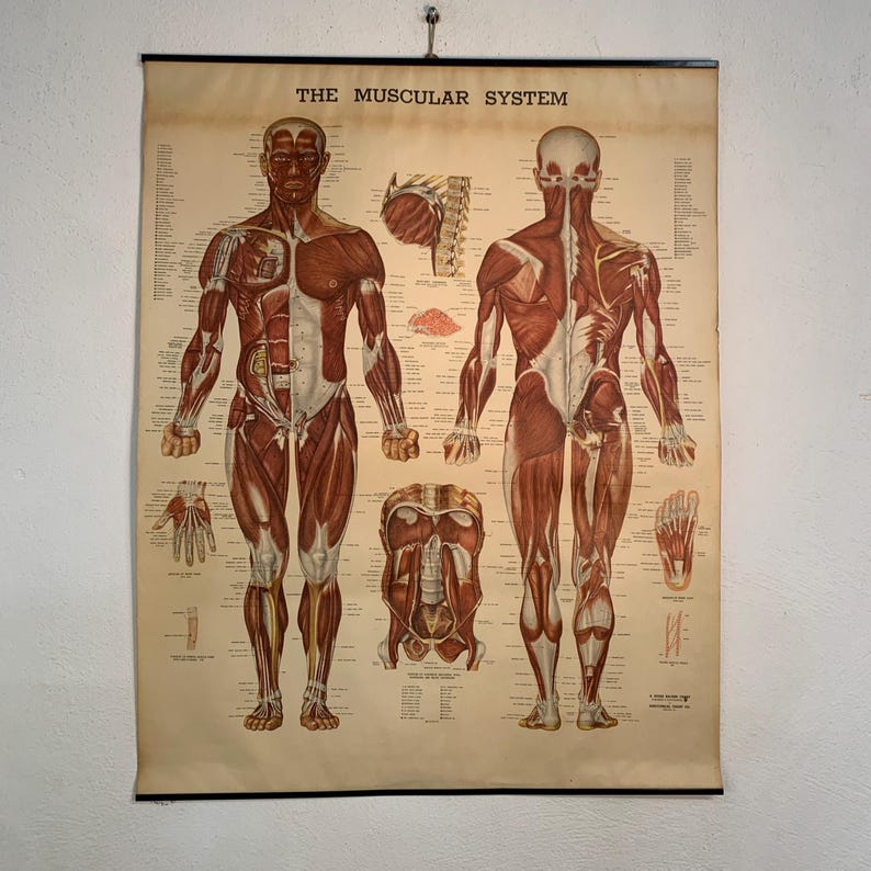 Musuclar System Graph Vintage Muscular System Chart, 1947 Lithograph by Peter Bachin, Medical ...