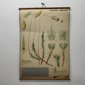 Seltene Weizen Lithographie Poster Schultafel Vintage Karton Druck Schultafel Wandteppich Wandbild Home Decor.