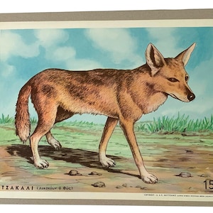 Lámina escolar Chacal, Cuadro escolar de cartón original, Lámina de cartón vintage, Cuadro de pared, Decoración habitación niños, Cuadro escolar, Decoración hogar.