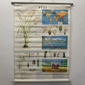 Rijst, suikerriet dubbelzijdige oude kaart, schoolkaart, geïllustreerde vintage kaart, vintage trekkaart, botanische schoolkaart