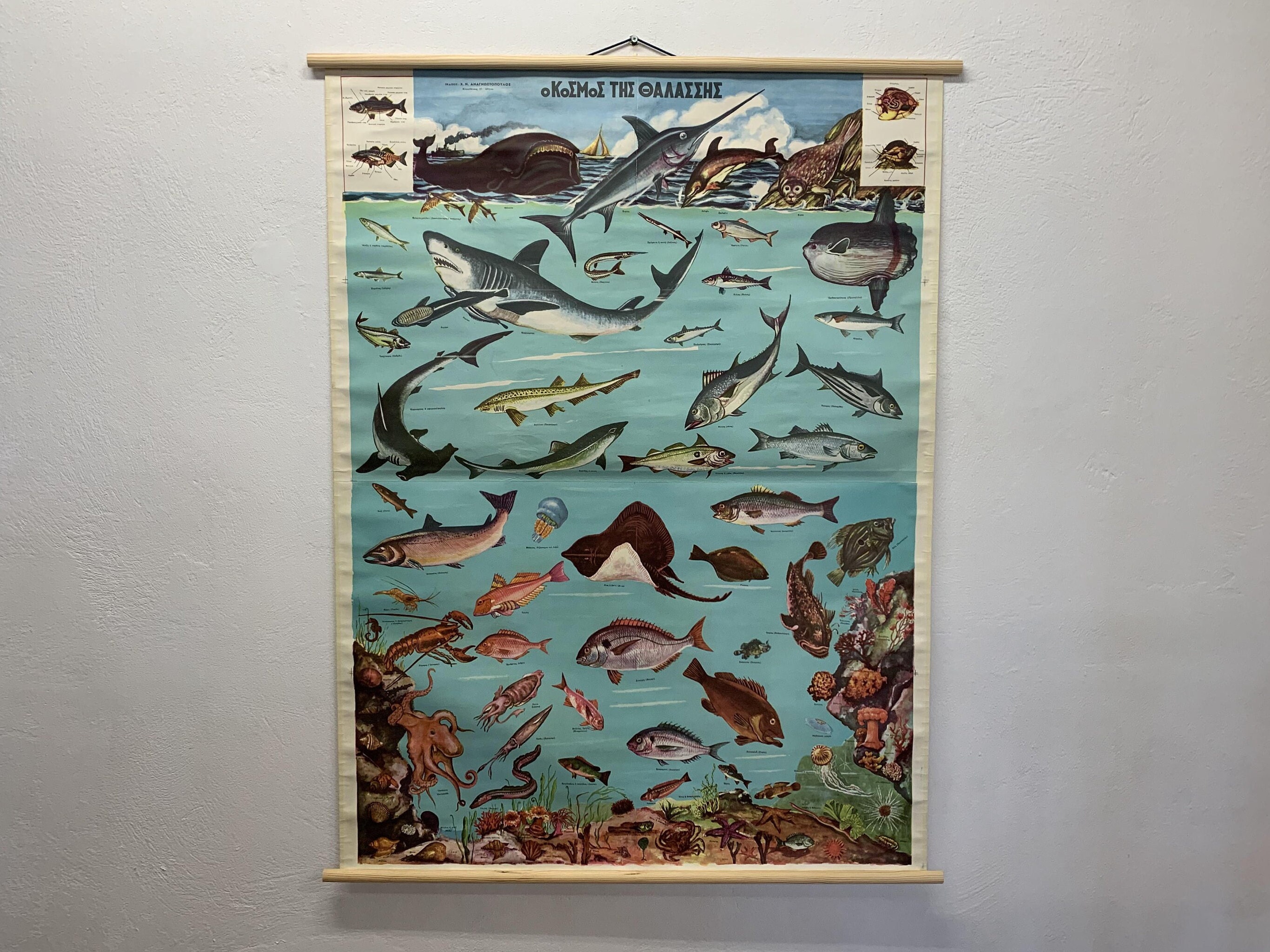School fish poster