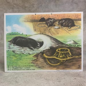 Impression école souris N.O.S, carte scolaire souris en carton, impression cartonnée vintage, carte murale, décoration de chambre d'enfants, impression école.