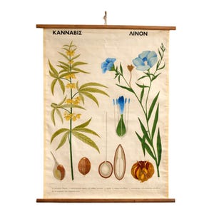 May include: Vintage botanical chart featuring illustrations of cannabis and flax plants. The chart includes detailed drawings of the plants' various parts, including flowers, seeds, and stems. The text "KANNABIS" and "ΛΙΝΟΝ" are displayed at the top. The chart is mounted on wooden rods.