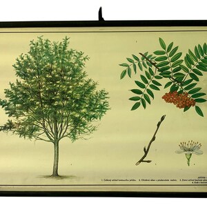 Tabella scolastica botanica, albero di corniolo d'epoca da appendere, mappa scolastica botanica e scientifica, mappa scolastica d'epoca, arredamento per la casa.