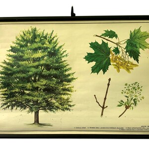 Originele vintage esdoorn naar beneden trekken, loofbomen botanische schoolkaart, botanische school wetenschap, vintage schoolkaart, woondecoratie.