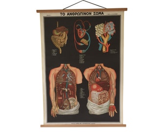 Vintage  Human Anatomy Pull Down Chart, Anatomy Poster, Vintage Human Body Anatomy, Human body pull down chart, Medical School Chart