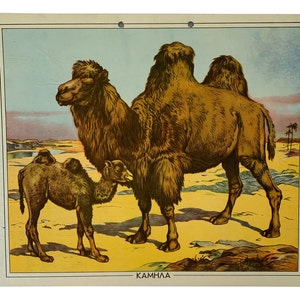 Cuadro escolar Camellos N.O.S, Cuadro escolar original de cartón, Cuadro de cartón vintage, Cuadro de pared, Decoración habitación niños, Cuadro escolar