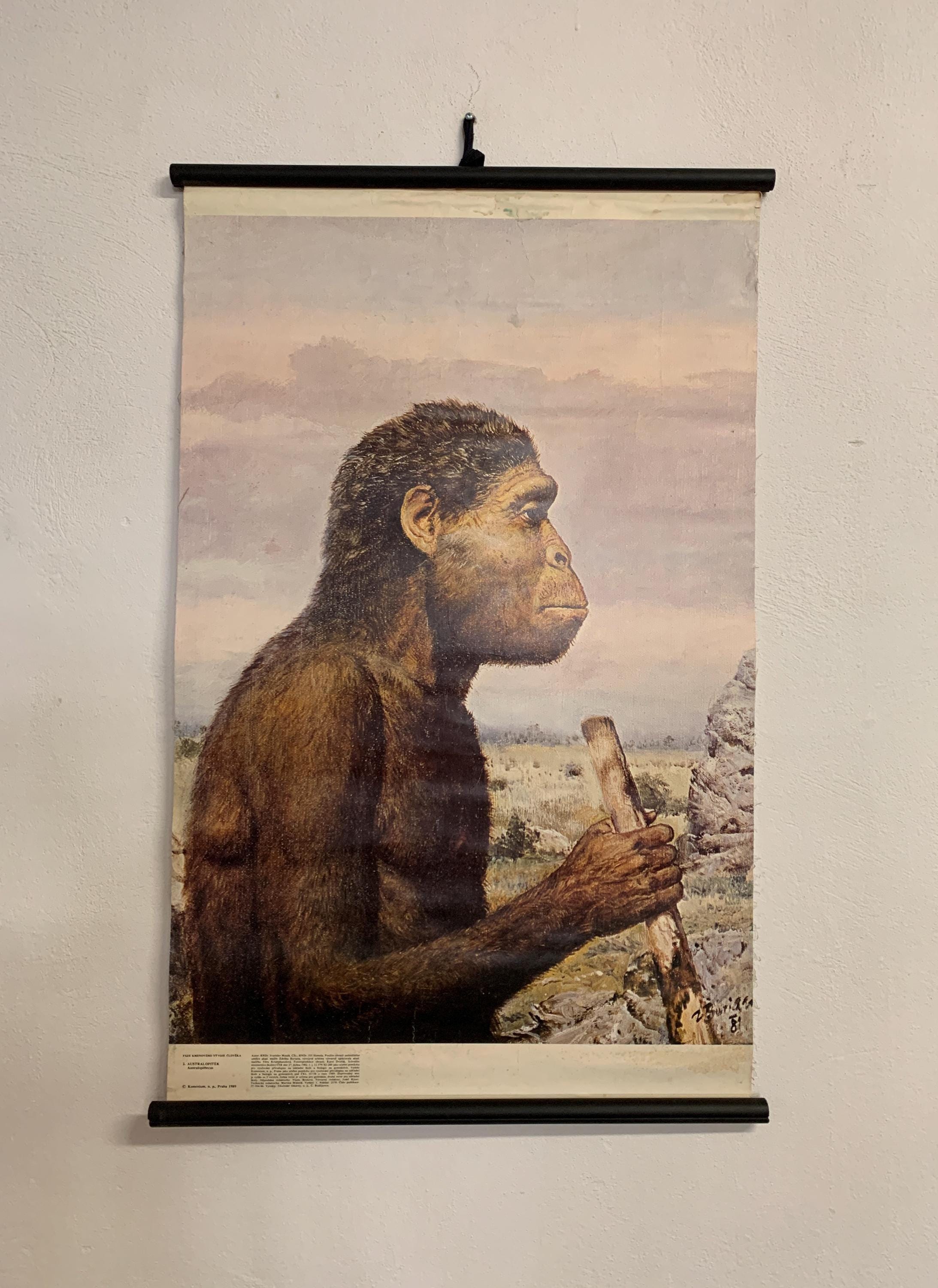 アウストラロピテクス·アフリカヌス実物大模型 Australopithecus - Etsy 日本