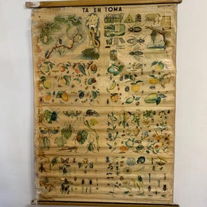 Può includere: Grafico didattico vintage con illustrazioni dettagliate di insetti, frutta e piante. Il grafico è montato su aste di legno e mostra il testo "TA EN TOMA" in alto. Le illustrazioni sono a colori.