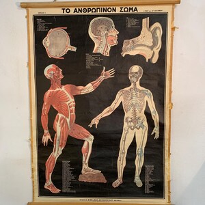 以下が含まれることがあります： 眼、脳、耳など、人体のイラストが描かれたヴィンテージ解剖図。筋肉系と骨格系も表示されています。上部のタイトルは「TO ANΘΡΩΠΙΝΟΝ ΣΩΜΑ」です。木製のダボに取り付けられています。