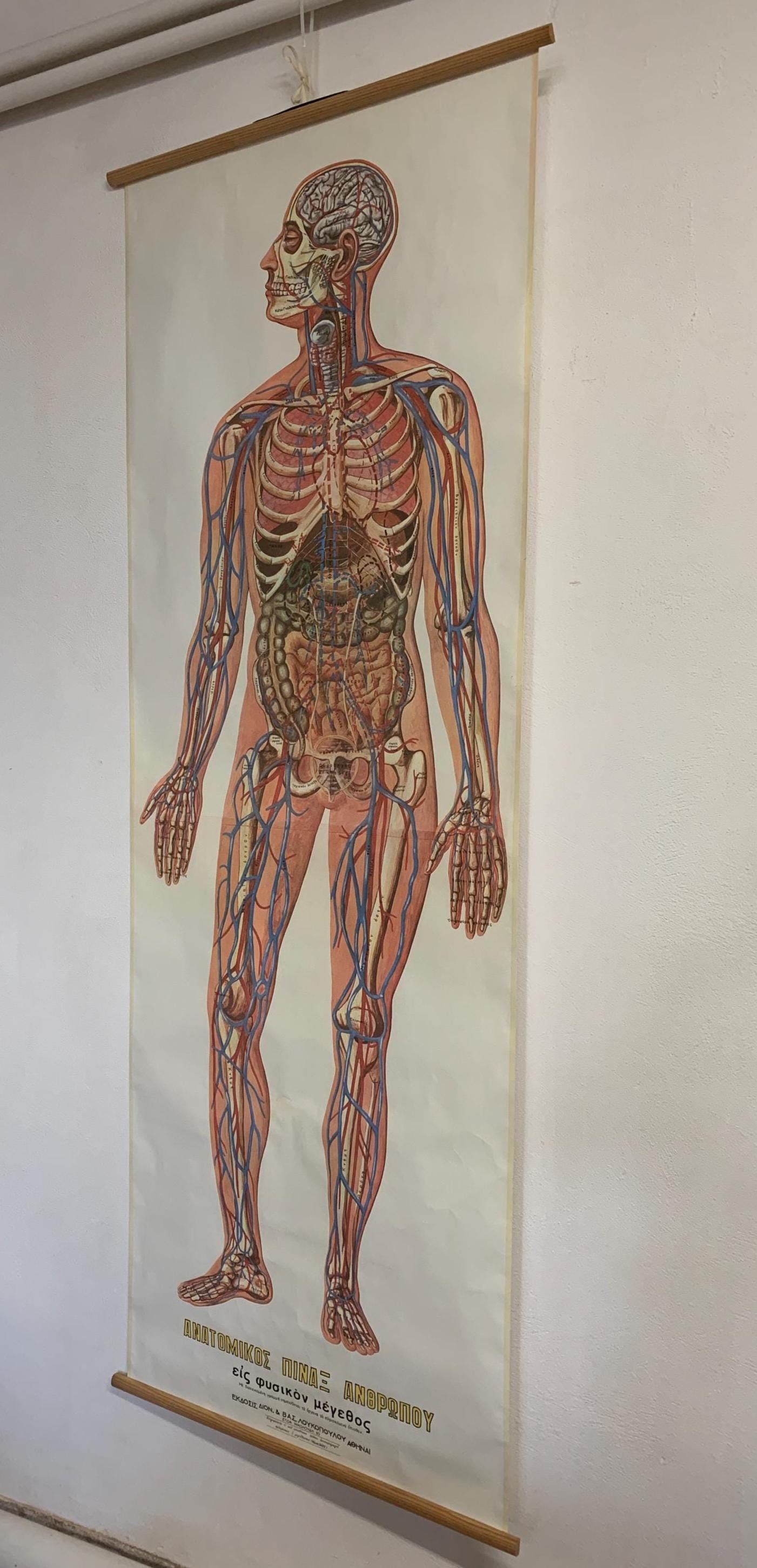 等身大人体解剖図、ヴィンテージ医療壁掛けアート、2メートルギリシャ