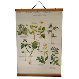 Vintage botanische kunst aan de muur, schoolkaart boskruiden, linnen canvas poster, grafiek retro onderwijskunde, natuurmuur hangend