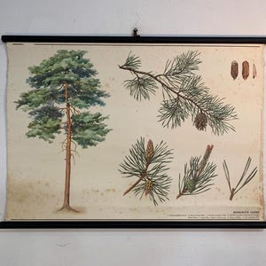 May include: A vintage botanical chart depicting a pine tree, with detailed illustrations of the tree, branches, cones, and needles. The chart is mounted on a black wooden frame, presenting a classic educational style.