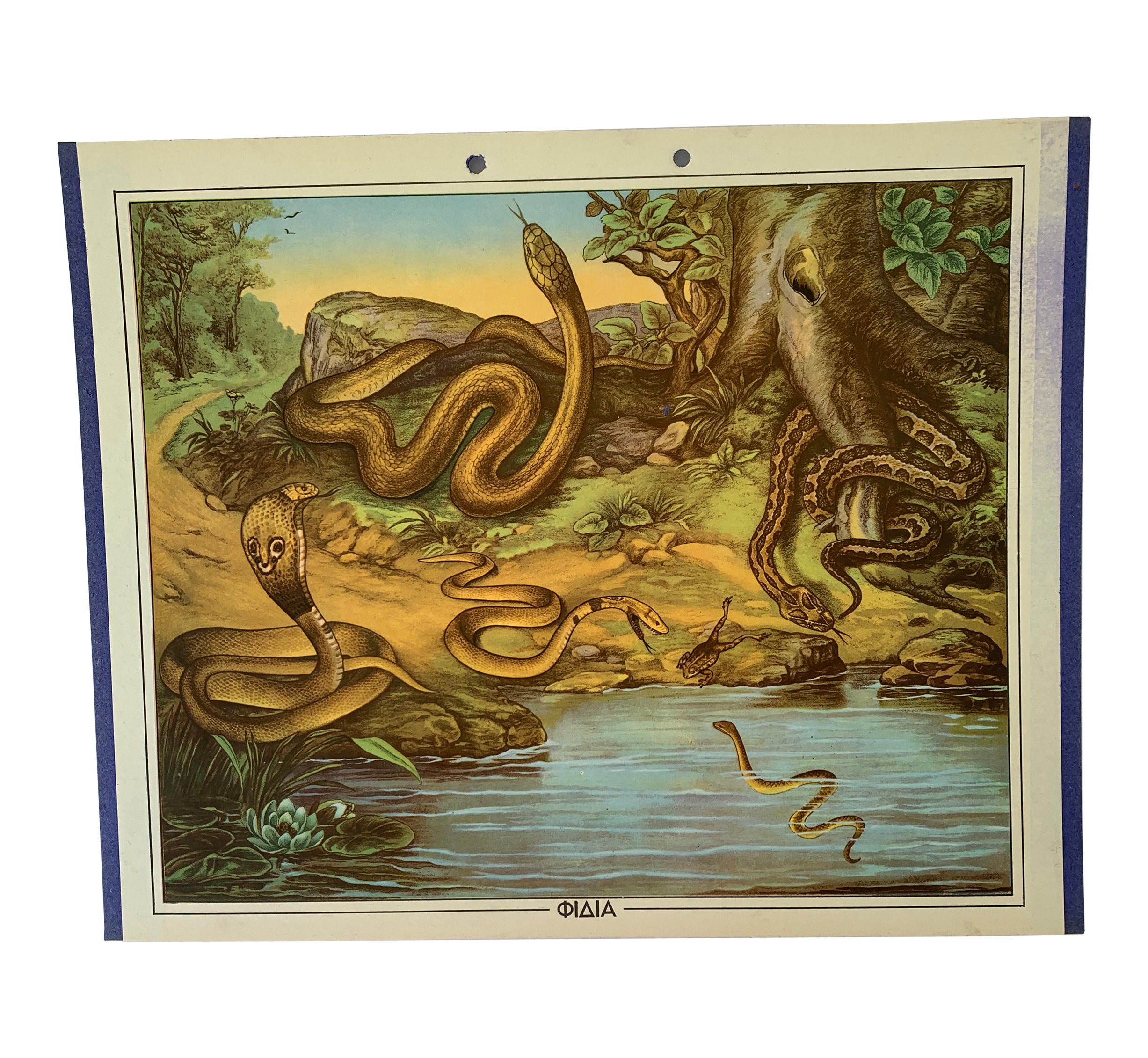 Snakes school print N.O.S, Original Cardboard school chart, Vintage Cardboard print, wall chart, Kids room decoration, School Chart