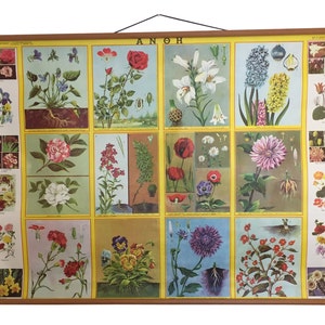 Bloembloesems pull-down grafiek, botanische school wetenschap, botanische school grafiek, school grafiek, vintage pull-down grafiek, woondecoratie