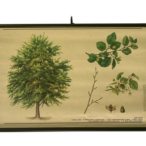 Botanische muurdecoratie, vintage beuk, neerklapbare boom, botanische schoolkaart, vintage schoolkaart, woondecoratie.