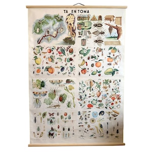Pull-down-Chart, Insekten Lehrtafel, Lehrtafel für Pflanzenkunde