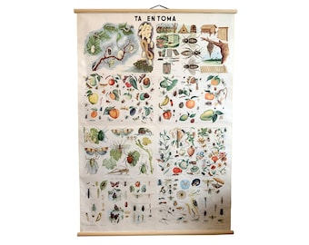 Insects Pull down Chart, Botanical School Science, Botanical school chart, Home Decor.