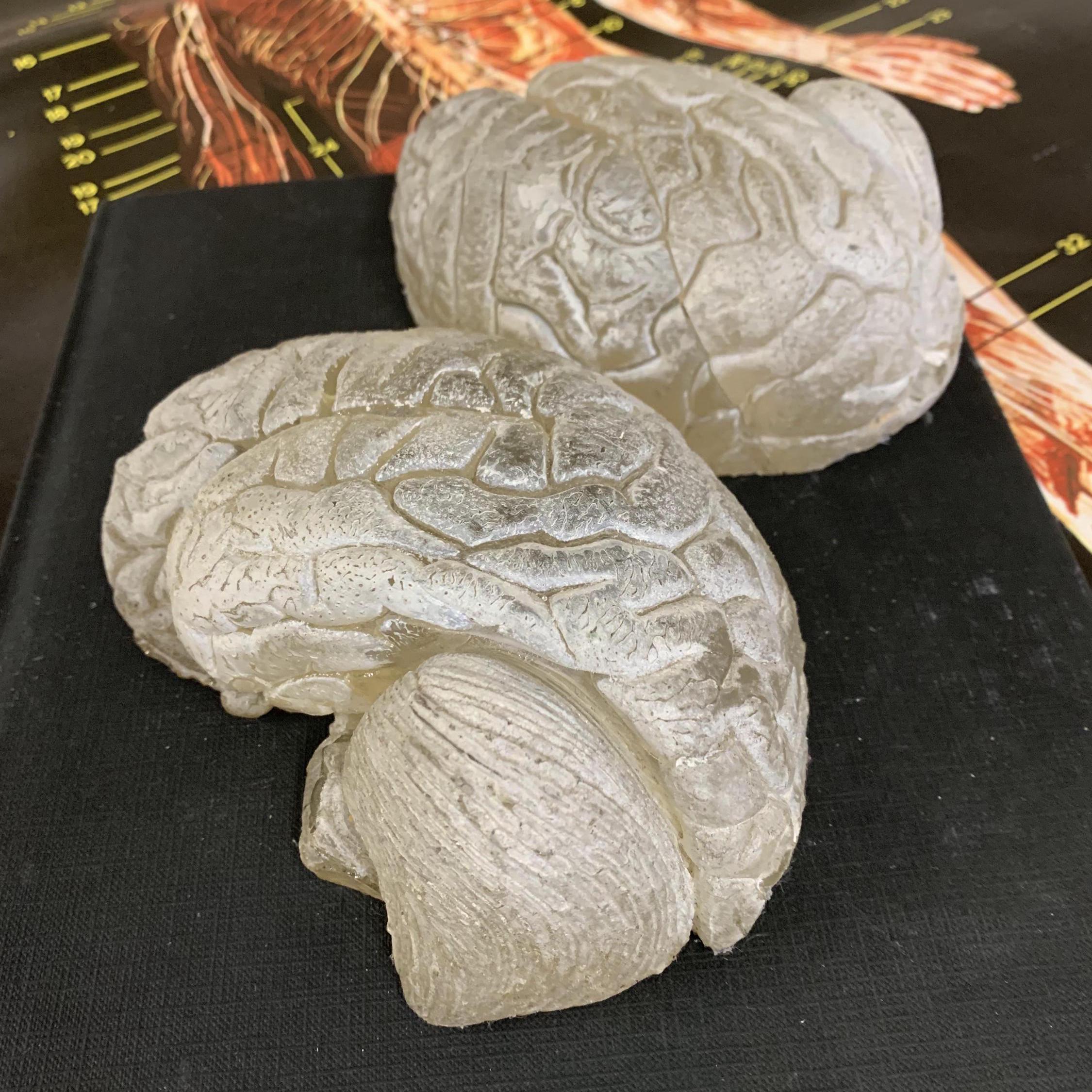 Vintage Anatomical Brain Model: Handcrafted Resin Office Decor - Etsy