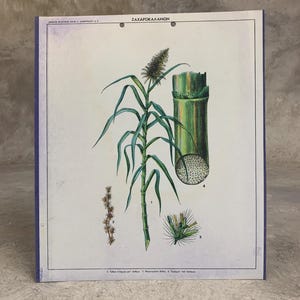 Lámina escolar de planta de caña de azúcar N.O.S. Lámina escolar original de cartón Lámina de pared con impresión de cartón vintage Lámina escolar