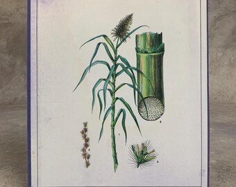 Lámina antigua de planta de caña de azúcar: Gráfico escolar griego de la década de 1960