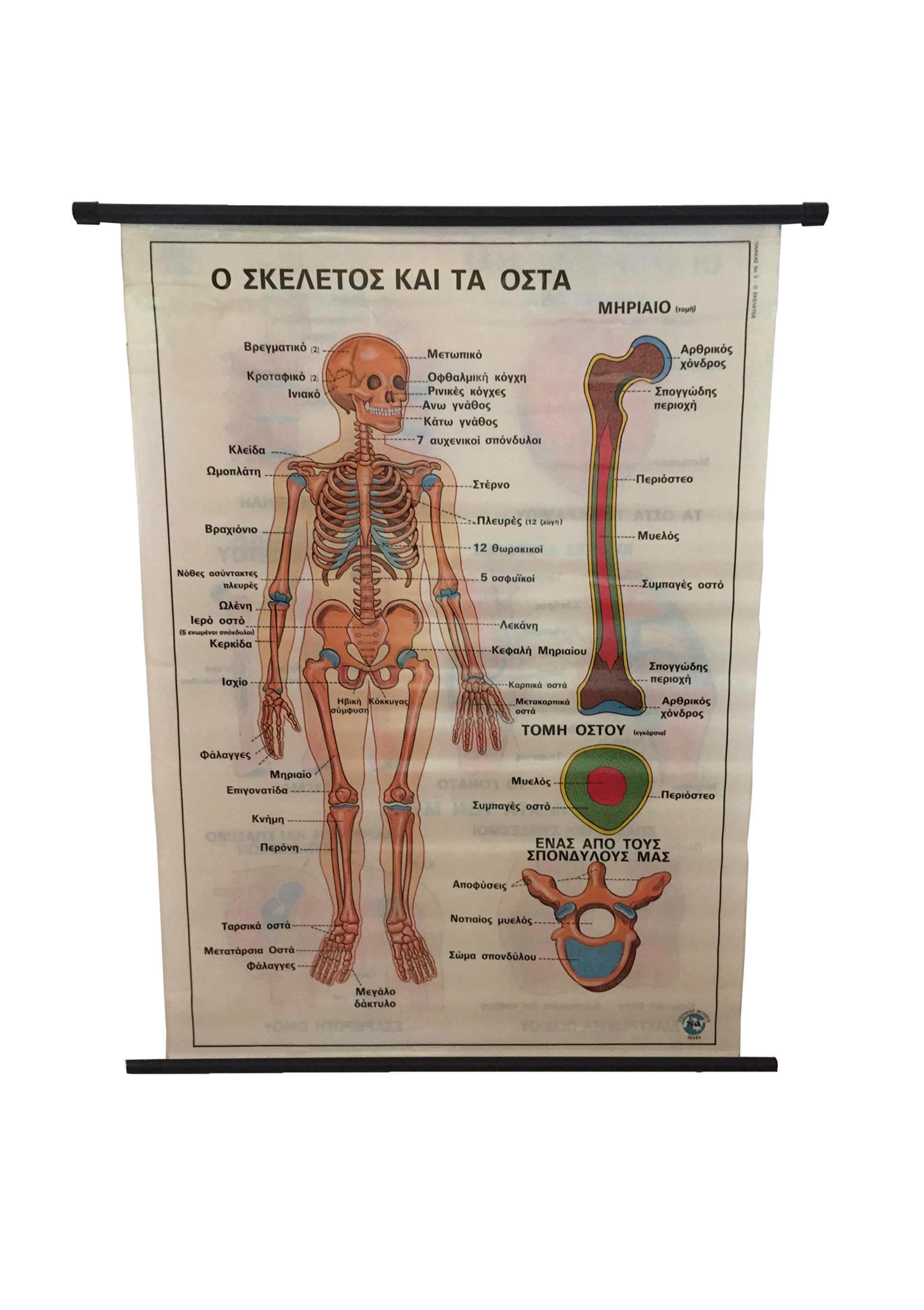 骨格筋の形と触察法 = Anatomy and Surface Anatomy… 骨格筋の形と触察法 = Anatomy and Surface Anatomy… 本