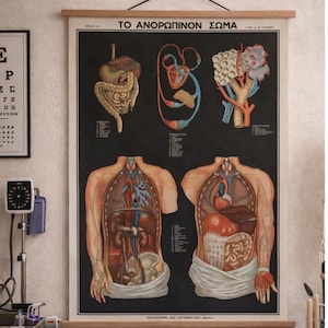 Vintage grafiek menselijke anatomie, pull-down grafiek medische faculteit, muurposter anatomie, decor dokterspraktijk