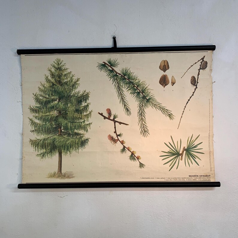 Vintage Larch Tree Botanical Chart, Conifer Tree School Poster, Czech ...