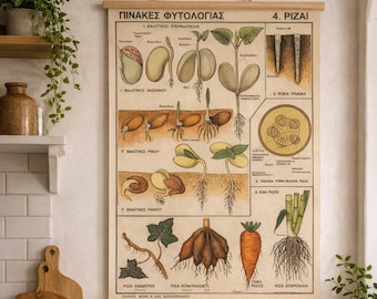 Vintage Roots pull down chart, Botanical school chart, Botanical School Science,  Home Decor, Vintage Pull down chart.