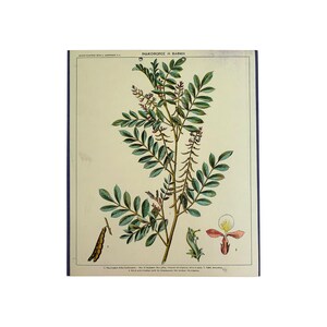 Impresión escolar Indigo Plant N.O.S, Gráfico escolar de cartón original, Impresión de cartón vintage, gráfico de pared, Decoración de habitaciones para niños, Gráfico escolar.