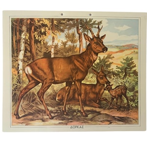 Impresión escolar de ciervos, Gráfico escolar de cartón original, Impresión de cartón vintage, gráfico de pared, Decoración de habitaciones para niños, Mapa de tapiz de pared, Decoración del hogar
