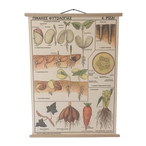 Vintage Roots-trekgrafiek, botanische schoolgrafiek, botanische schoolwetenschap, woondecoratie, vintage uittrekgrafiek.