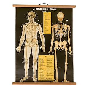 Tabla desplegable de anatomía original, anatomía del cuerpo humano antigua, tabla de medicina, póster educativo, póster de anatomía antiguo raro