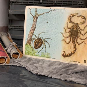 Spider Scorpio escuela impresión N.O.S Original Cardboard carta escolar Vintage Cardboard impresión carta de pared Decoración de la habitación de los niños Carta escolar