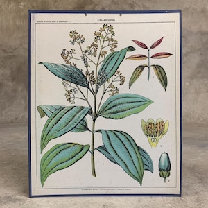 Lámina escolar Cinnamomum N.O.S, Lámina escolar original en cartón, Lámina vintage en cartón, Lámina de pared, Decoración habitación infantil, Lámina escolar.
