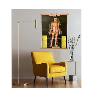 Tabella di anatomia muscolare, tabella anatomica vintage del sistema muscolare a discesa, tabella di anatomia a discesa, tabella scolastica, tabella vintage del corpo umano.